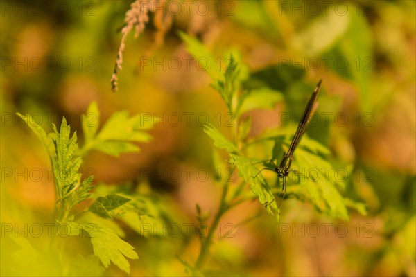 Black jewel-wing damselfly on green plant looking into the camera