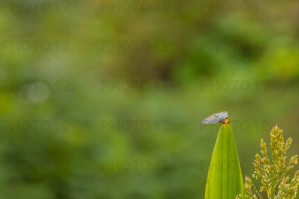 Invasive species of leaf hopper on stalk of maze with blurred background