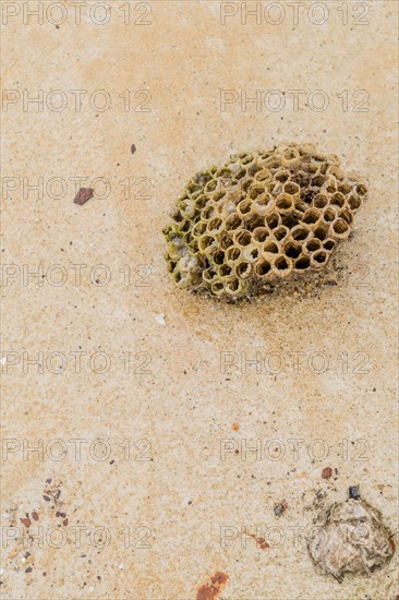 Closeup of wasp nest laying on sidewalk