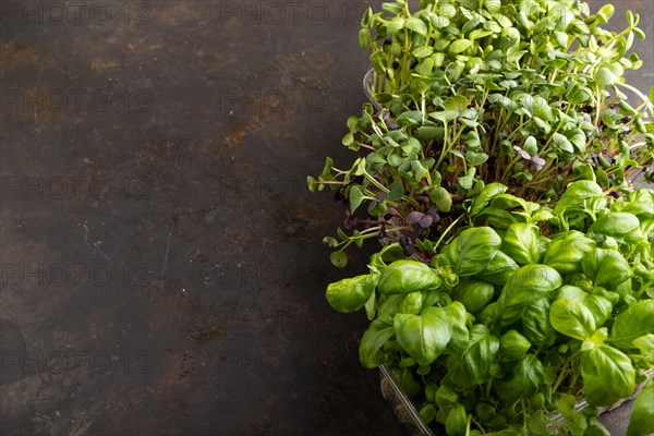 Set of boxes with microgreen sprouts of purple and green basil, sunflower, radish on black concrete background. Side view, copy space