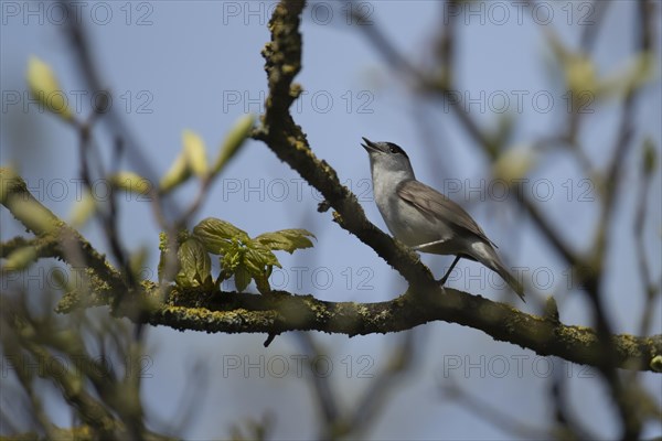 European blackcap Sylvia atricapilla adult male bird singing on a tree branch in the spring, Suffolk England, United Kingdom, Europe