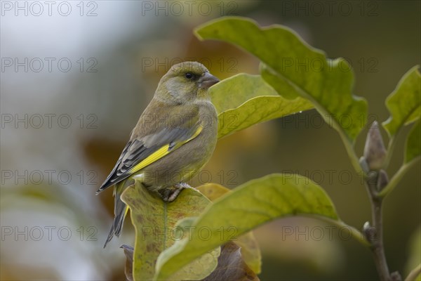 European greenfinch (Chloris chloris) adult bird amongst autumn leaves of a garden Magnolia tree, Suffolk, England, United Kingdom, Europe