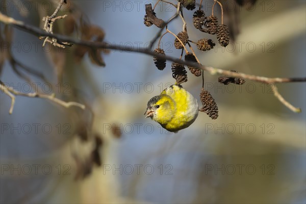 European siskin (Spinus spinus) adult bird feeding on Alder (Alnus glutinosa) tree seeds, Suffolk, England, United Kingdom, Europe