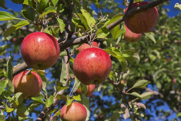 Apple (Malus domestica) tree branch with red fruit in late summer, Quebec, Canada, North America