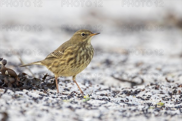 Beach pipit, Heligoland