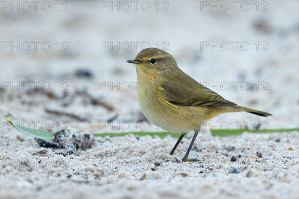 Chiffchaff, Heligoland