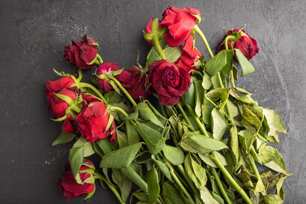 Withered, decaying, roses flowers on black concrete background. top view, flat lay, copy space, still life. Death, depression concept