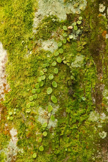 Green moss on the stone in botanical garden, selective focus, copy space, malaysia, Kuching orchid park