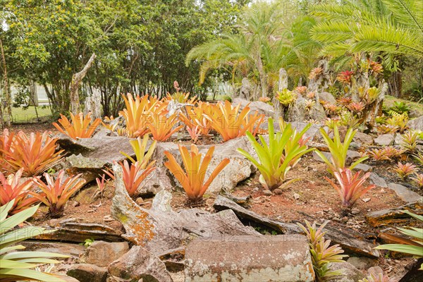 Orchid and bromeliad flower beds in botanical garden, selective focus, copy space, malaysia, Kuching orchid park