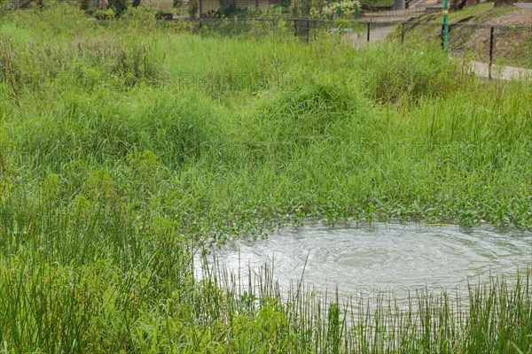 Retention pond with water plants in city park in Kuching, Malaysia, ecology, gardening, landscape design, lake, recycling, Asia