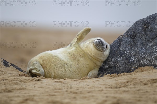 Grey seal (Halichoerus grypus) juvenile baby pup resting against a rock on a beach, Norfolk, England, United Kingdom, Europe