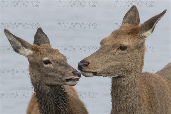 Red deer (Cervus elaphus) adult female mother doe and juvenile baby fawn interacting together, Surrey, England, United Kingdom, Europe