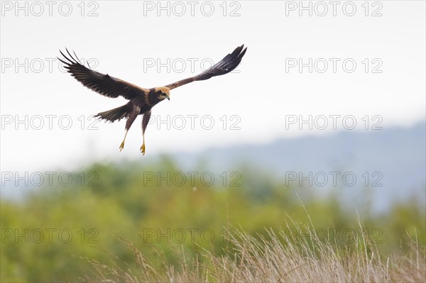 Western marsh-harrier (Circus aeruginosus), Emsland, Lower Saxony, Germany, Europe