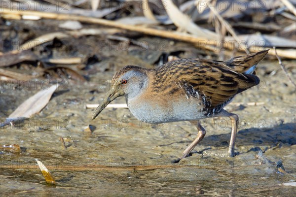 Water rail