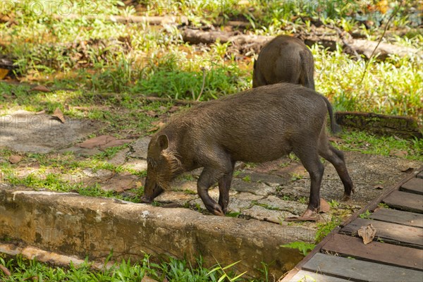 Bearded pig (Sus barbatus barbatus) feeding in Bako national park on grass. Borneo, Malaysia, Asia
