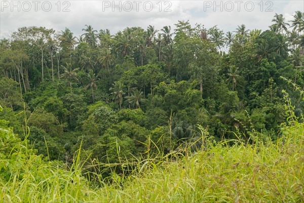 Landscape with jungle near Campuhan ridge walk, Bali, Indonesia, track on the hill with grass, large trees, jungle and rice fields. Travel, tropical, Ubud, Asia