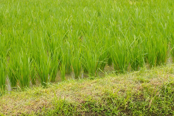 Rice terraces, Campuhan ridge walk, Bali, Indonesia, track on the hill with grass, large trees, jungle and rice fields. Travel, tropical, Ubud, Asia