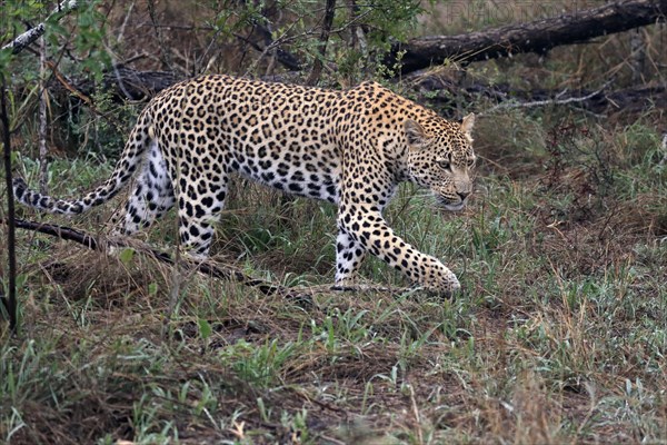 Leopard (Panthera pardus), adult, stalking, vigilant, concentrated, Sabi Sand Game Reserve, Kruger NP, Kruger National Park, South Africa, Africa