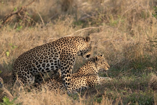 Leopard (Panthera pardus), adult, pair, mating, Sabi Sand Game Reserve, Kruger National Park, Kruger National Park, South Africa, Africa