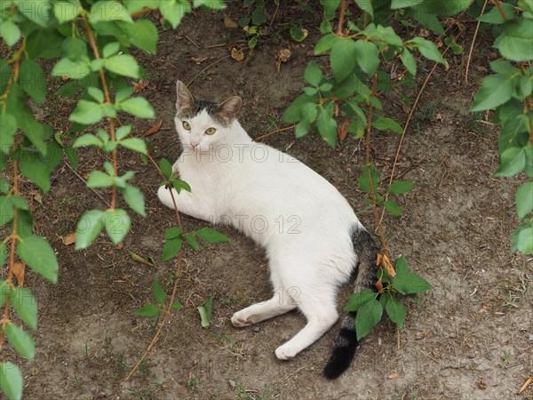 White tabby cat