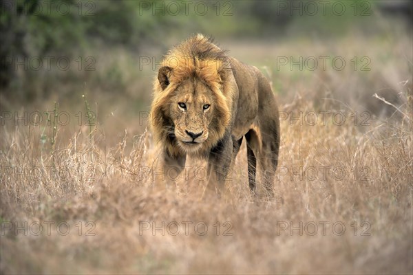 Lion (Panthera leo), adult, male, vigilant, Sabi Sand Game Reserve, Kruger National Park, Kruger National Park, South Africa, Africa