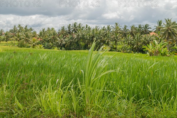 Rice fields in countryside, Ubud, Bali, Indonesia, green grass, large trees, jungle and cloudy sky. Travel, tropical, agriculture, Asia