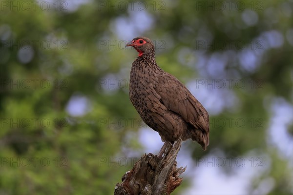 Swainson's spurfowl (Pternistis swainsonii), adult, perch, Kruger National Park, Kruger National Park, South Africa, Africa