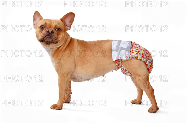 French Bulldog dog wearing fabric period diaper pants for protection on white background