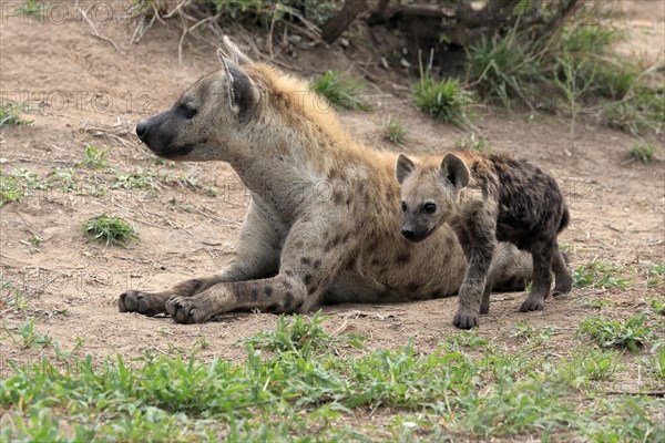 Spotted hyena (Crocuta crocuta), adult, juvenile, mother with juvenile, social behaviour, Sabi Sand Game Reserve, Kruger National Park, Kruger National Park, South Africa, Africa