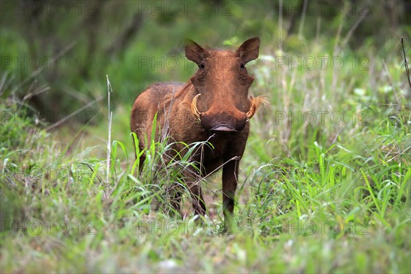 Warthog, (Phacochoerus aethiopicus), adult, foraging, alert, Kruger National Park, Kruger National Park, South Africa, Africa