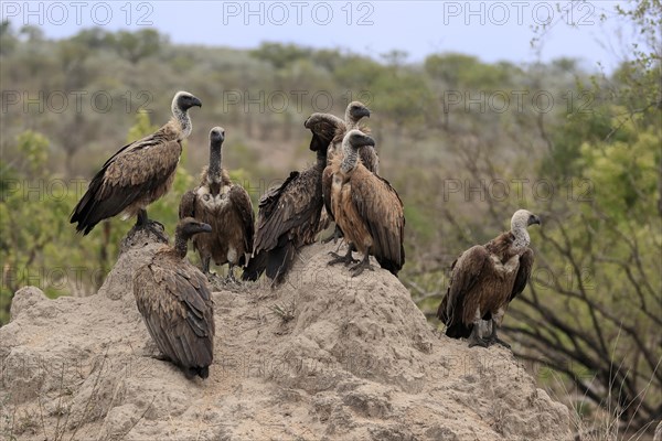 White-backed vulture (Gyps africanus), group, adult, alert, Sabi Sand Game Reserve, Kruger National Park, Kruger National Park, South Africa, Africa