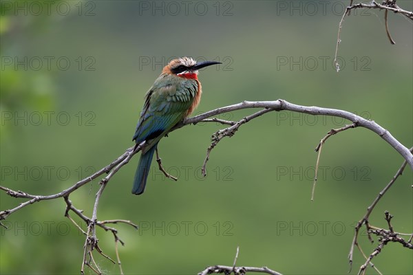 White-fronted bee-eater (Merops bullockoides), adult, on wait, Kruger National Park, Kruger National Park, South Africa, Africa