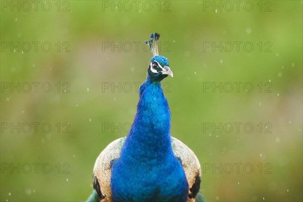 Indian peafowl (Pavo cristatus), portrait, in the rain, France, Europe