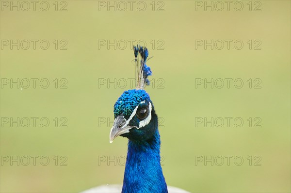 Indian peafowl (Pavo cristatus), portrait, France, Europe