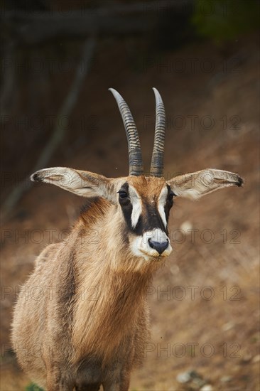 Roan Antelope (Hippotragus equinus) portrait, in the dessert, captive, distribution Africa