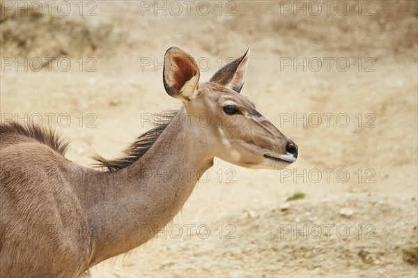 Common eland (Taurotragus oryx) in the dessert, captive, distribution Africa