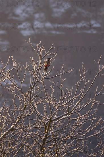 Great spotted woodpecker, Elbe Sandstone Mountains, Winter, Saxony, Germany, Europe