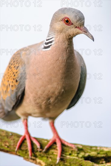 Turtle dove (Streptopelia turtur) sitting on a branch. Bas-Rhin, Alsace, Grand Est, France, Europe