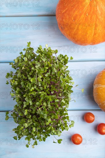 Microgreen sprouts of kohlrabi cabbage with pumpkin on blue wooden background. Top view, flat lay, close up