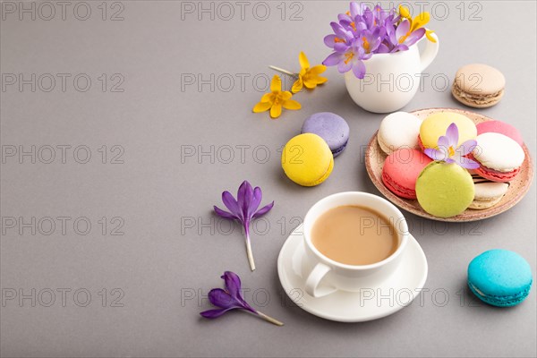 Multicolored macaroons with spring snowdrop crocus flowers and cup of coffee on gray pastel background. side view, copy space, still life. Breakfast, morning, spring concept