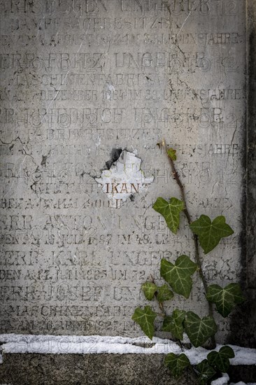 Gravestone with common ivy (Hedera helix), Munich, Bavaria, Germany, Europe