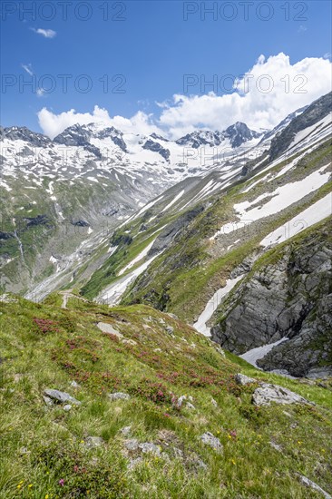 Picturesque mountain landscape with blooming alpine roses, behind mountain peak Grosser Loeffler and Oestliche Floitenspitze with glacier Floitenkees, valley Floitengrund, Berliner Hoehenweg, Zillertal Alps, Tyrol, Austria, Europe