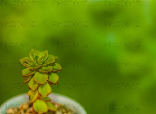 Closeup of green succulent cactus in bowl of brown pebbles with blurred background