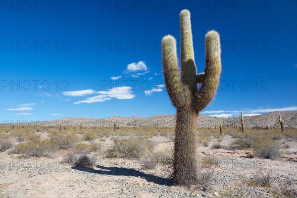 Trichocereus pasacana, NP Los Cardones, Salta, Argentina, South America