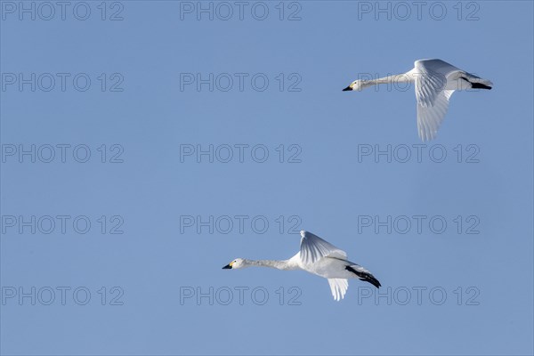 Tundra swans (Cygnus bewickii), flying, Emsland, Lower Saxony, Germany, Europe