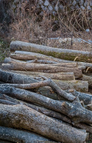 Stack of cut logs laying in grassy field