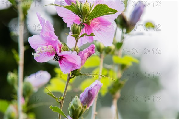 Closeup of a bee gathering nectar from a pink rose of Sharon flower