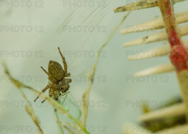Pet jumping spider in plastic container feeding on small green lacewing with cage blurred in background