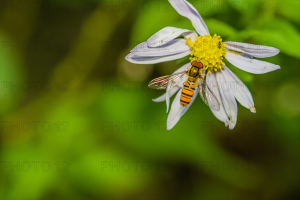 Small hover fly gathering nectar from white and yellow daisy