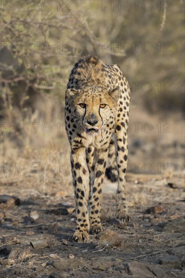 Cheetah (Acinonyx jubatus) with bloody mouth after feeding, Khomas region, Namibia, Africa